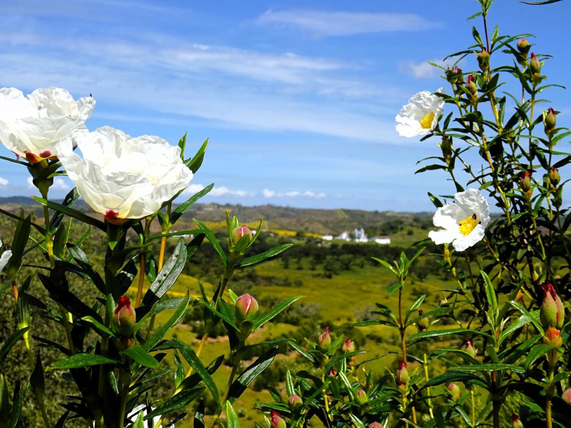 Monte Do Alento - Castro Da Cola Guest House Alcaria  Bagian luar foto
